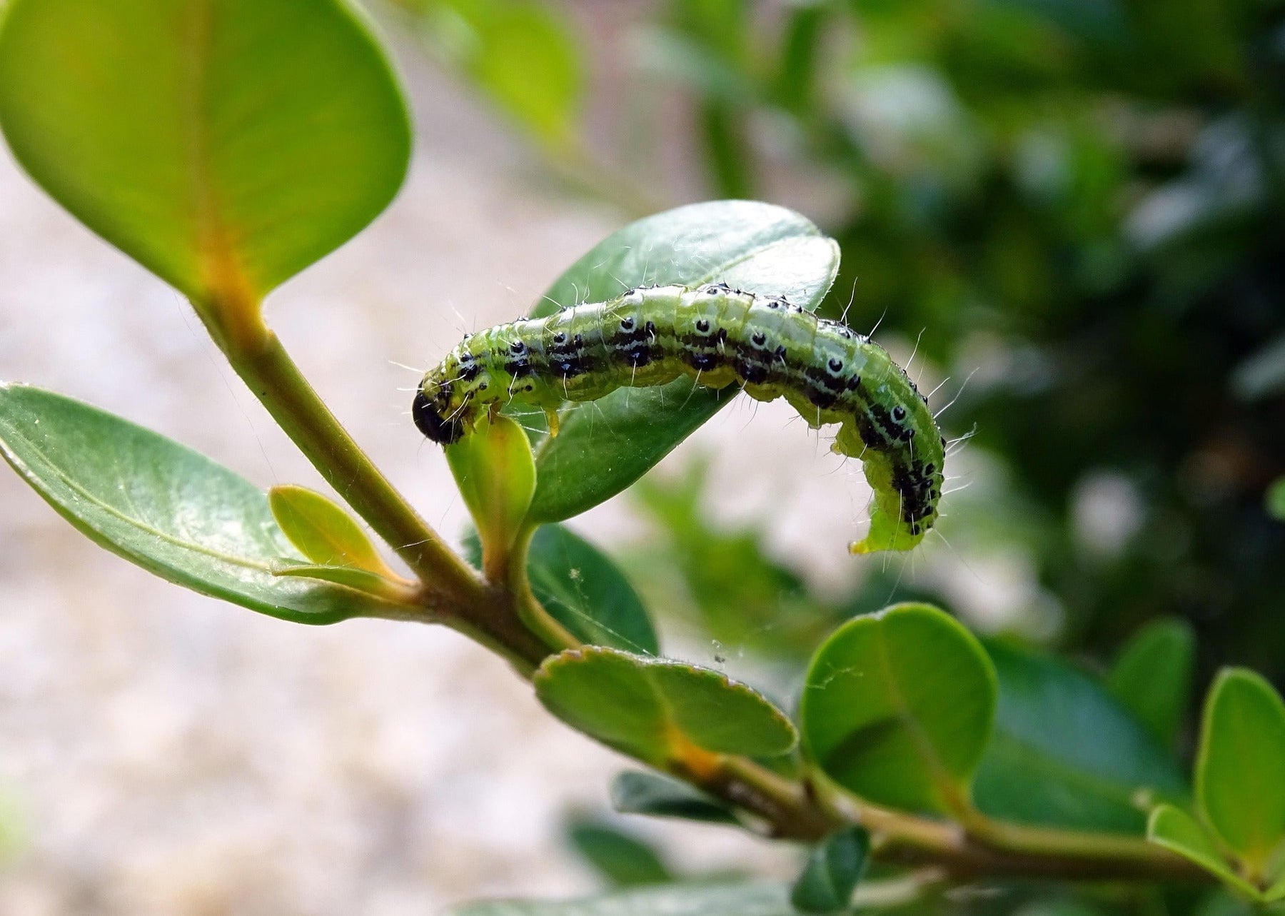 Buchsbaumzünsler Erkennung, Bekämpfung und Vermeidung GartenABC von Atiaro.de