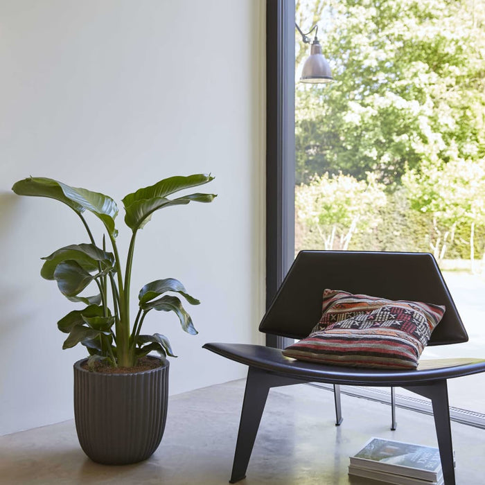 Capi Blumentopf Urban Tube Oval 43 x 41 cm Schwarz KBLT933