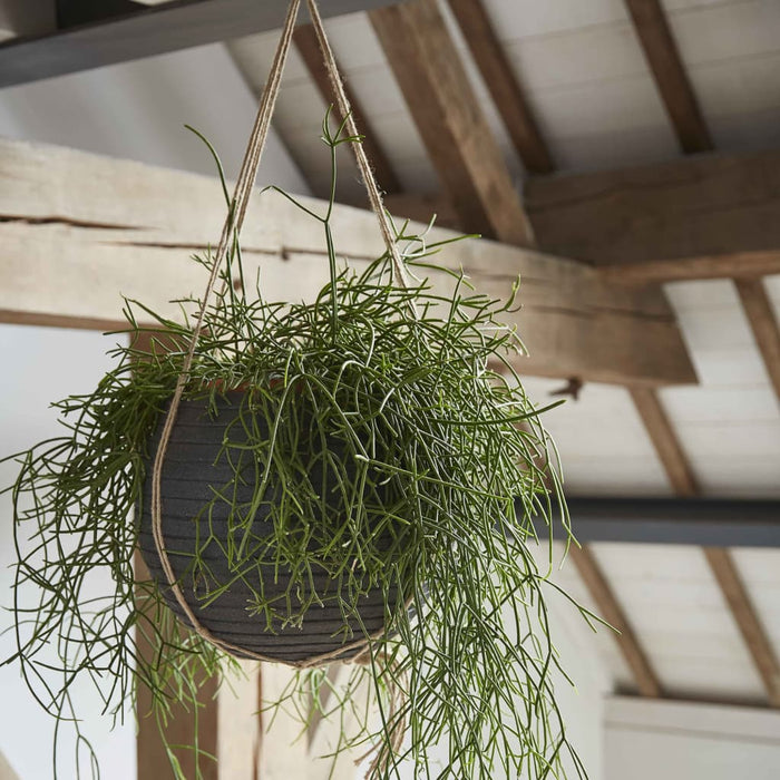 Capi Blumentopf Nature Row Kugel 62 x 48 cm Schwarz KBLRO271