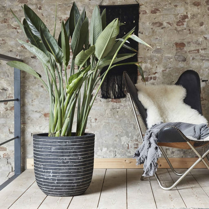 Capi Blumentopf Nature Row Oval 43 x 41 cm Anthrazit KRWZ933